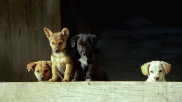 Cuatro perritos, en una foto de archivo.