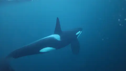 Orcas nadando en el mar Orcas nadando en el mar