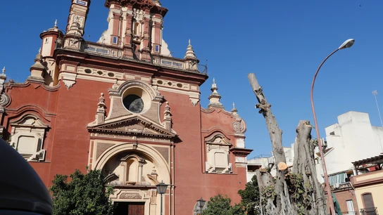 El ficus medio talado de Triana podría regenerarse en cinco años con los cuidados apropiados El ficus medio talado de Triana podría regenerarse en cinco años con los cuidados apropiados
