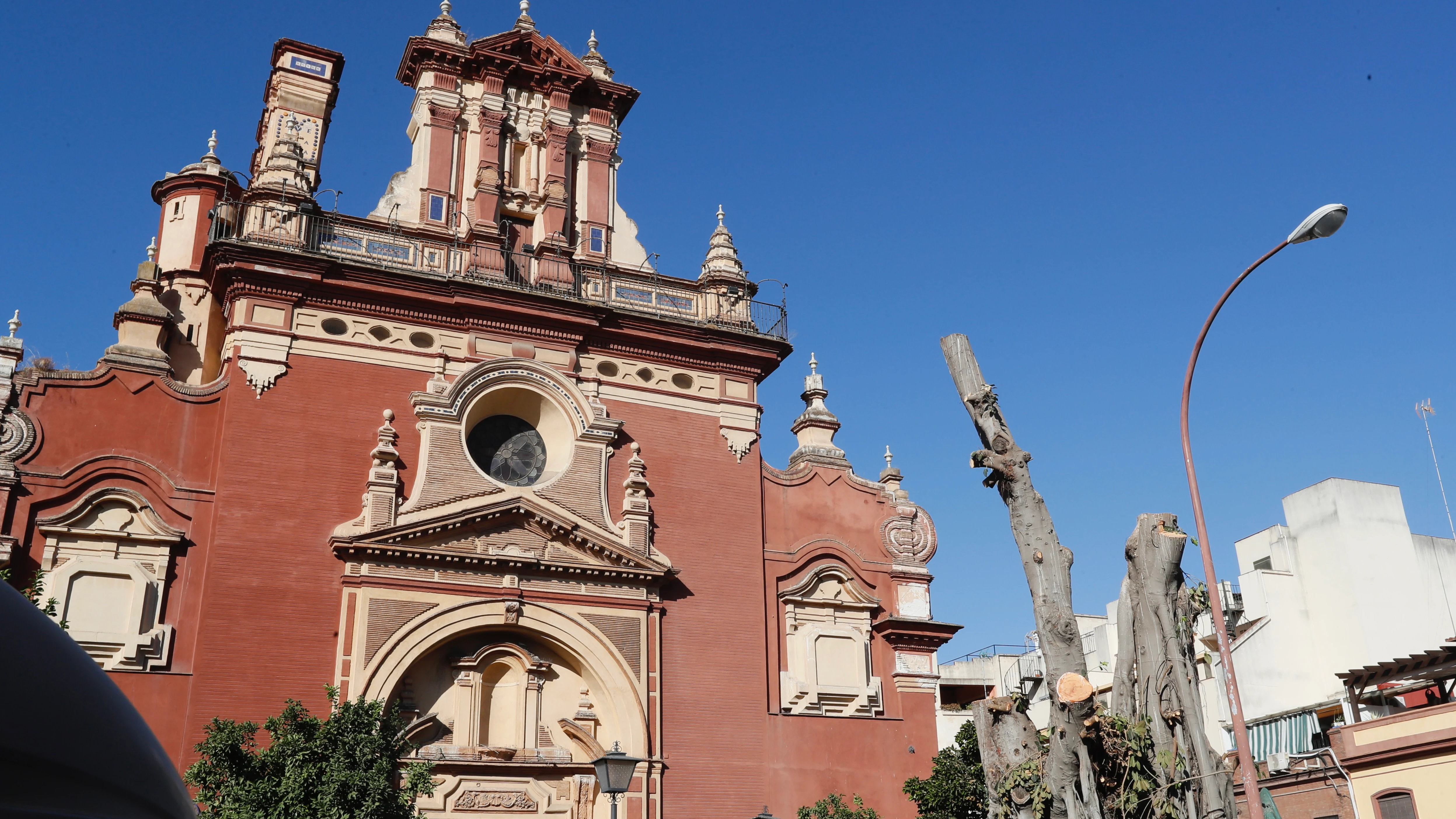 El ficus medio talado de Triana podría regenerarse en cinco años con los cuidados apropiados