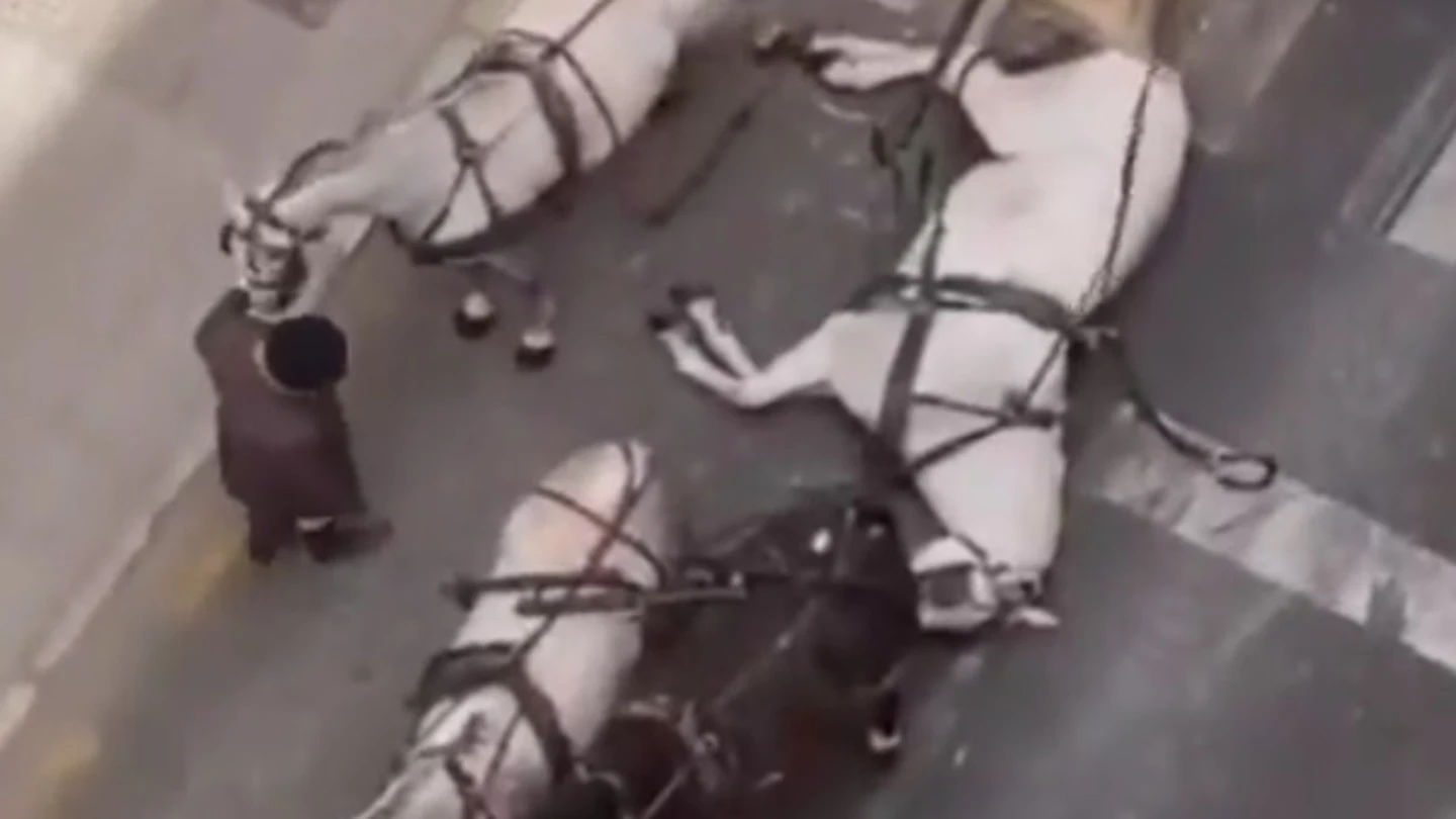Las desoladoras imágenes de un caballo desplomado en la Feria de Málaga: "Condenado a la explotación" Las desoladoras imágenes de un caballo desplomado en la Feria de Málaga: "Condenado a la explotación"