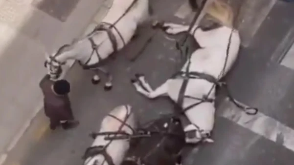Las desoladoras imágenes de un caballo desplomado en la Feria de Málaga: "Condenado a la explotación"