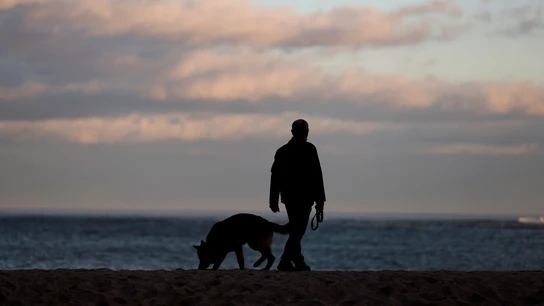 España, el país de Europa con más animales domésticos abandonados España, el país de Europa con más animales domésticos abandonados