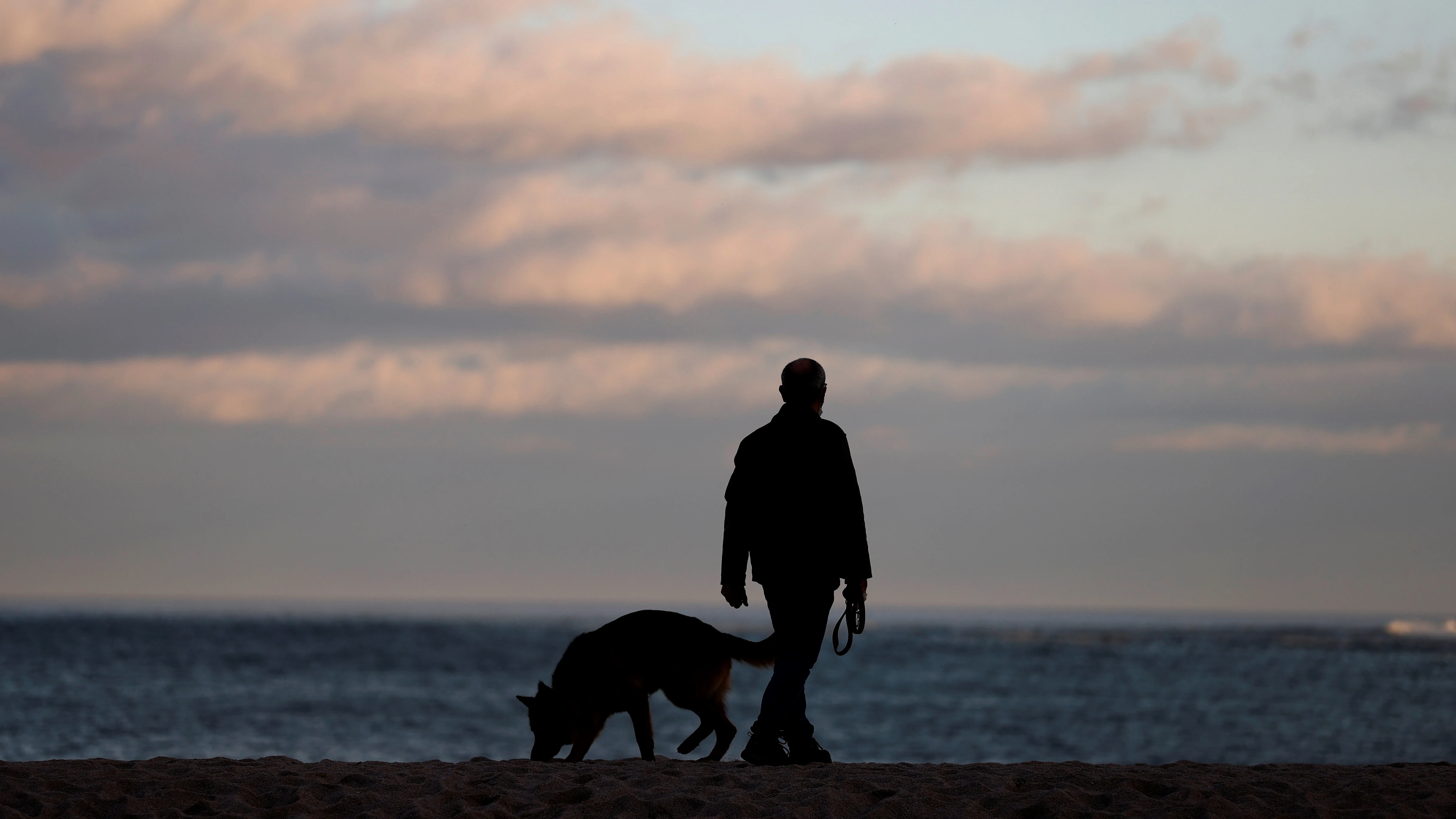 España, el país de Europa con más animales domésticos abandonados