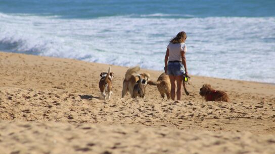 Playas para perros: la gran lucha por conseguir m&aacute;s espacios donde poder refrescarse con ellos