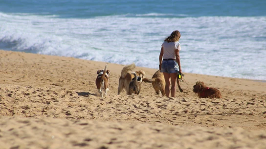 Playas para perros: la gran lucha por conseguir más espacios donde poder refrescarse con ellos Playas para perros: la gran lucha por conseguir más espacios donde poder refrescarse con ellos