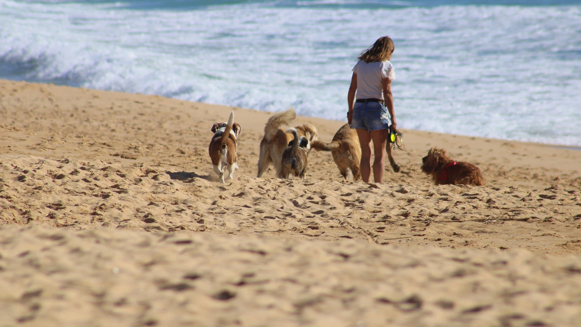 Playas para perros: la gran lucha por conseguir más espacios donde poder refrescarse con ellos