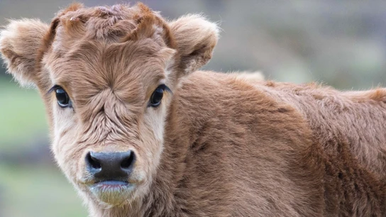 Devolver a la vida especies extinguidas, el sueño hecho realidad de la ingeniería genética Devolver a la vida especies extinguidas, el sueño hecho realidad de la ingeniería genética