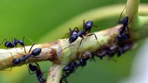 hormigas hormigas