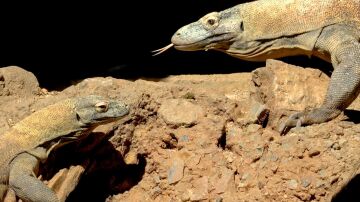 Una dragona de Komodo pone 12 huevos en Fuengirola