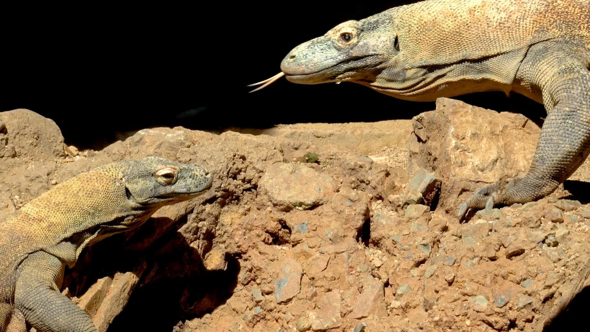 Una dragona de Komodo pone 12 huevos en Fuengirola