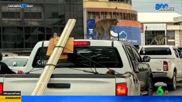 Monos delicuentes: la depurada técnica de esta banda de macacos para robar bolsos