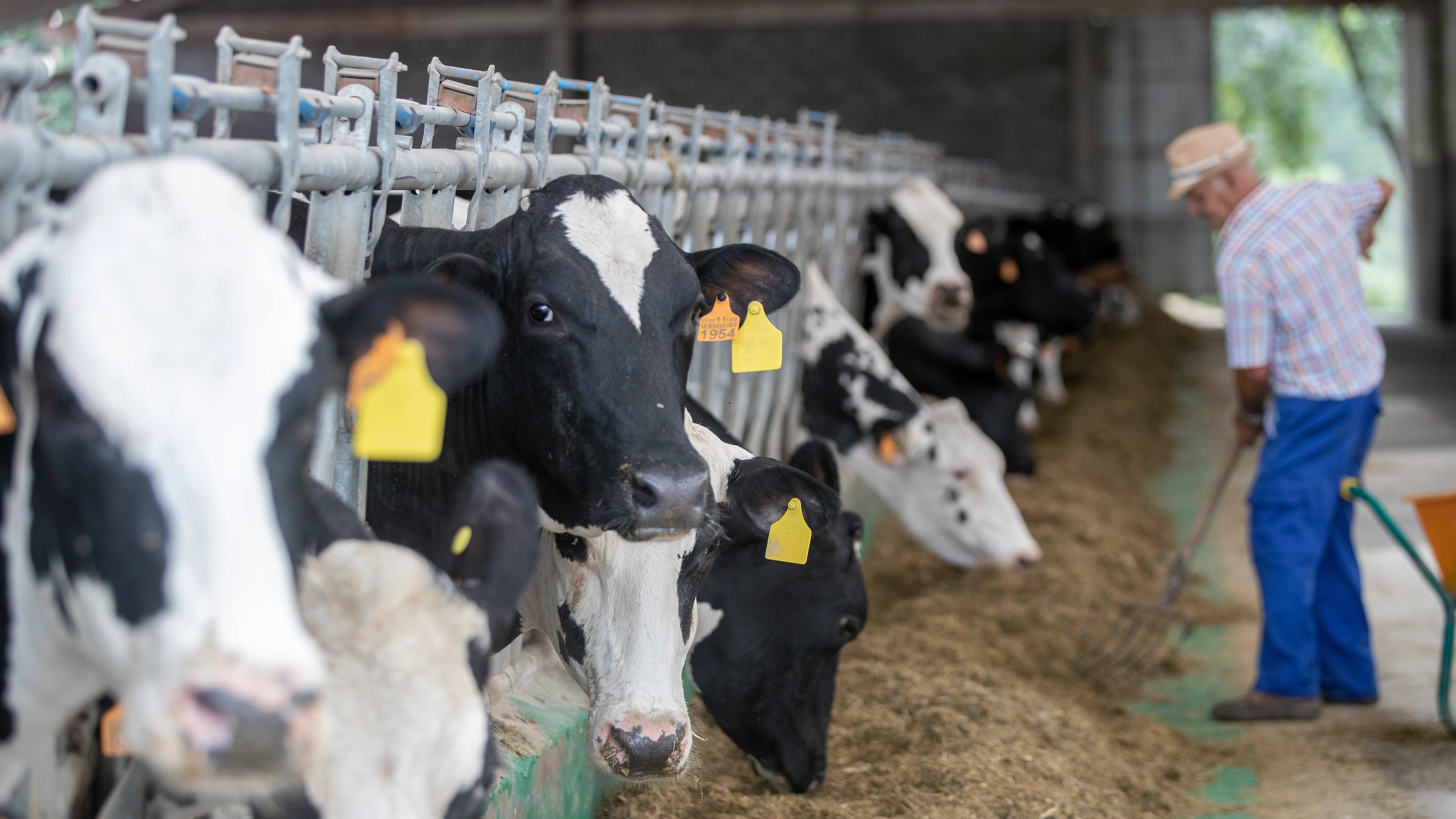 Imagen de archivo de varias vacas en una granja