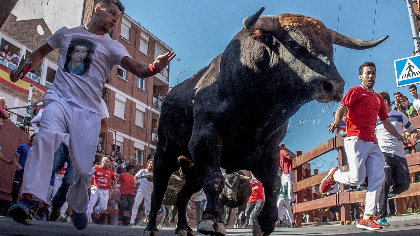 Fiestas de San Sebastián de los Reyes: encierros, conciertos gratis, programa... Fiestas de San Sebastián de los Reyes: encierros, conciertos gratis, programa...