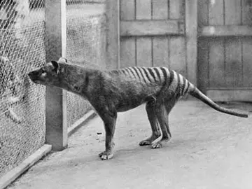 El último tigre de Tasmania, fotografiado en 1933 en el zoológico de Hobart (Australia) El último tigre de Tasmania, fotografiado en 1933 en el zoológico de Hobart (Australia)