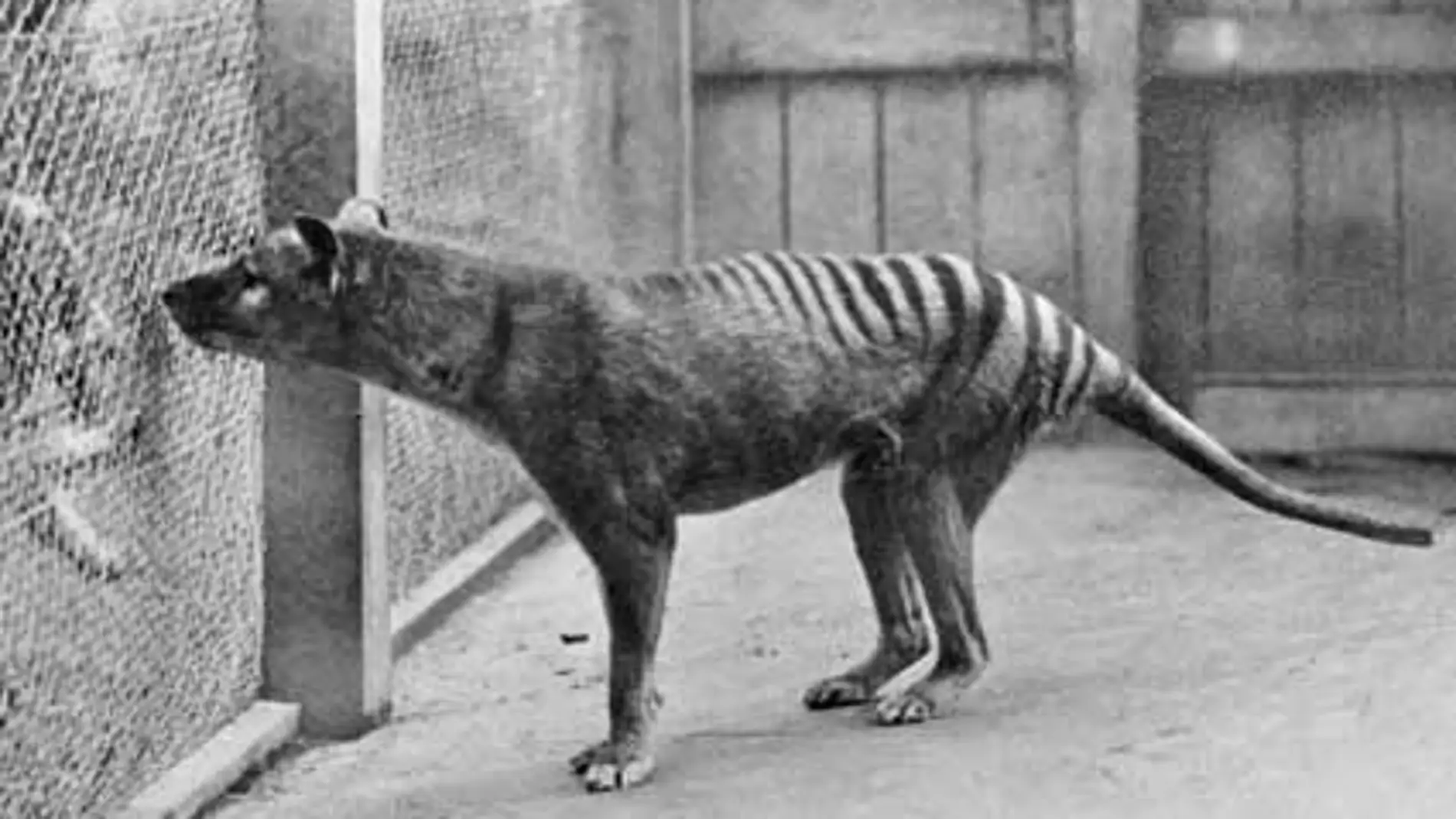 El último tigre de Tasmania, fotografiado en 1933 en el zoológico de Hobart (Australia)