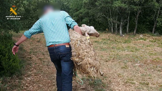 Un hombre porta la oveja maltratada Un hombre porta la oveja maltratada
