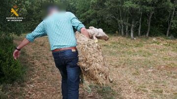 Un hombre porta la oveja maltratada