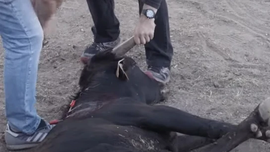 Denuncian una salvaje becerrada en Vinuesa, Soria: así torturan a animales hasta matarlos Denuncian una salvaje becerrada en Vinuesa, Soria: así torturan a animales hasta matarlos