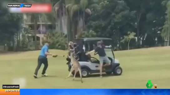 Un canguro ataca a unos golfistas en Australia Un canguro ataca a unos golfistas en Australia