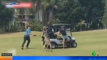 Un canguro ataca a unos golfistas en Australia