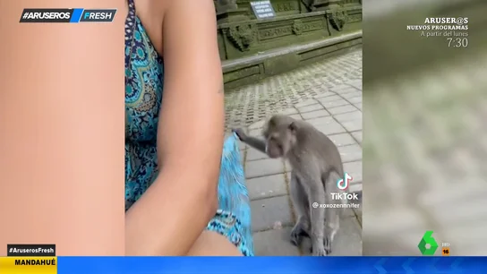 Esto no es una "monada": dos descarados simios levantan la falda de una turista Esto no es una "monada": dos descarados simios levantan la falda de una turista