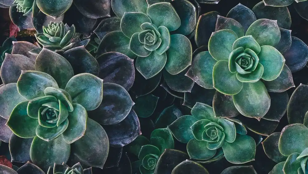 Planta Planta