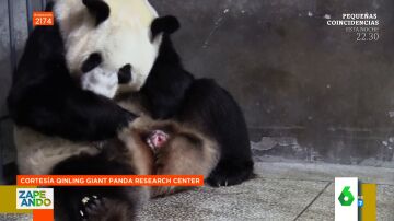 El impactante momento en el que una osa panda da a luz a dos crías: así salen 'disparados'