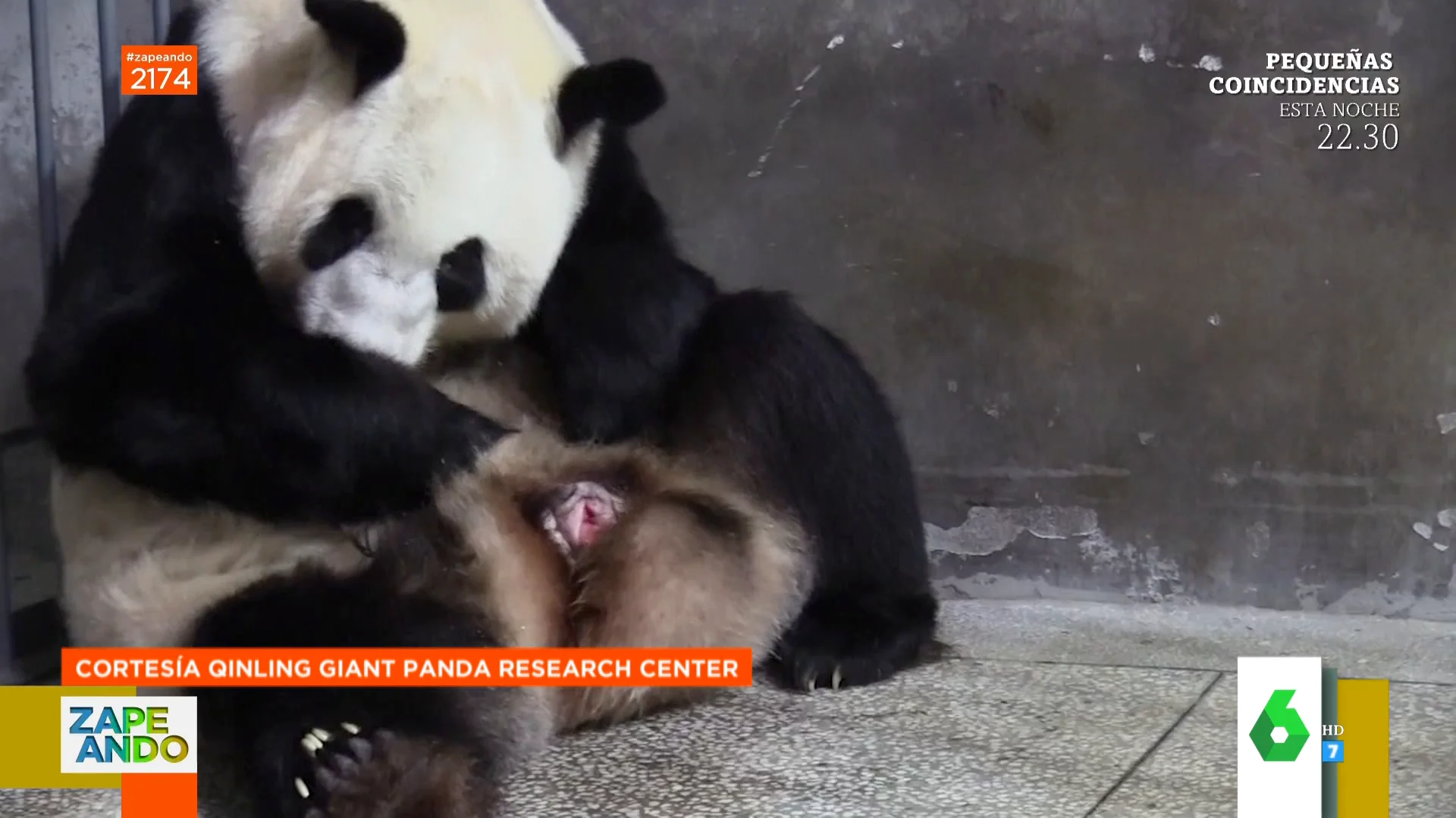 El impactante momento en el que una osa panda da a luz a dos crías: así salen 'disparados'