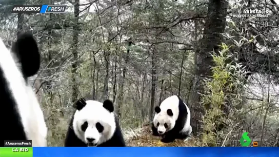 La pelea entre dos osos panda por aparearse con una hembra La pelea entre dos osos panda por aparearse con una hembra
