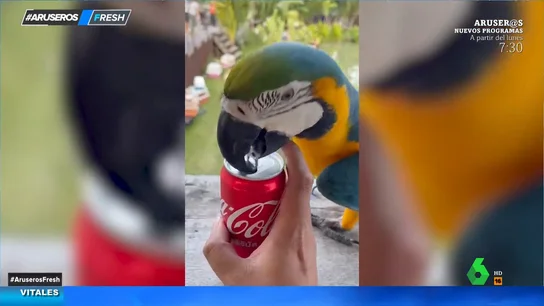 Utiliza a sus loros para abrir las latas de refrescos Utiliza a sus loros para abrir las latas de refrescos