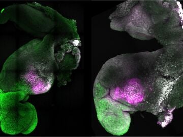 Crean embriones sinteticos de raton con cerebro y un corazon que late a partir de celulas madre