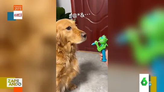 El troleo viral de un dueño a su perro al esconderle un Chupa Chus cada vez que lo va a chupar El troleo viral de un dueño a su perro al esconderle un Chupa Chus cada vez que lo va a chupar