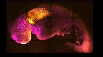 Crean los primeros embriones sintéticos de ratón a través células madre