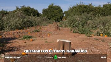 La inflación acelera la desaparición de los campos de naranjas: "En esta tierra han sudado mi padre, mi abuelo y mi bisabuelo"