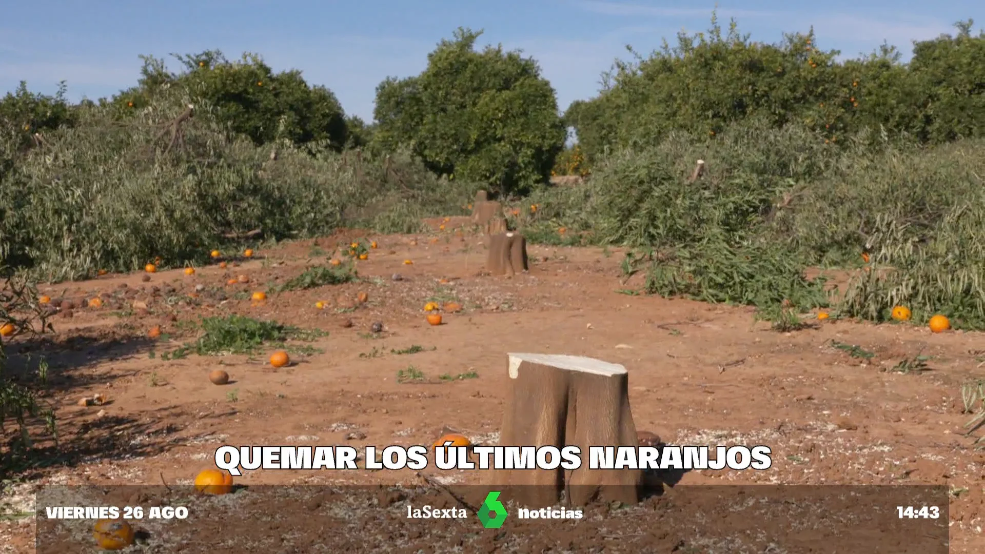 La inflación acelera la desaparición de los campos de naranjas: "En esta tierra han sudado mi padre, mi abuelo y mi bisabuelo"