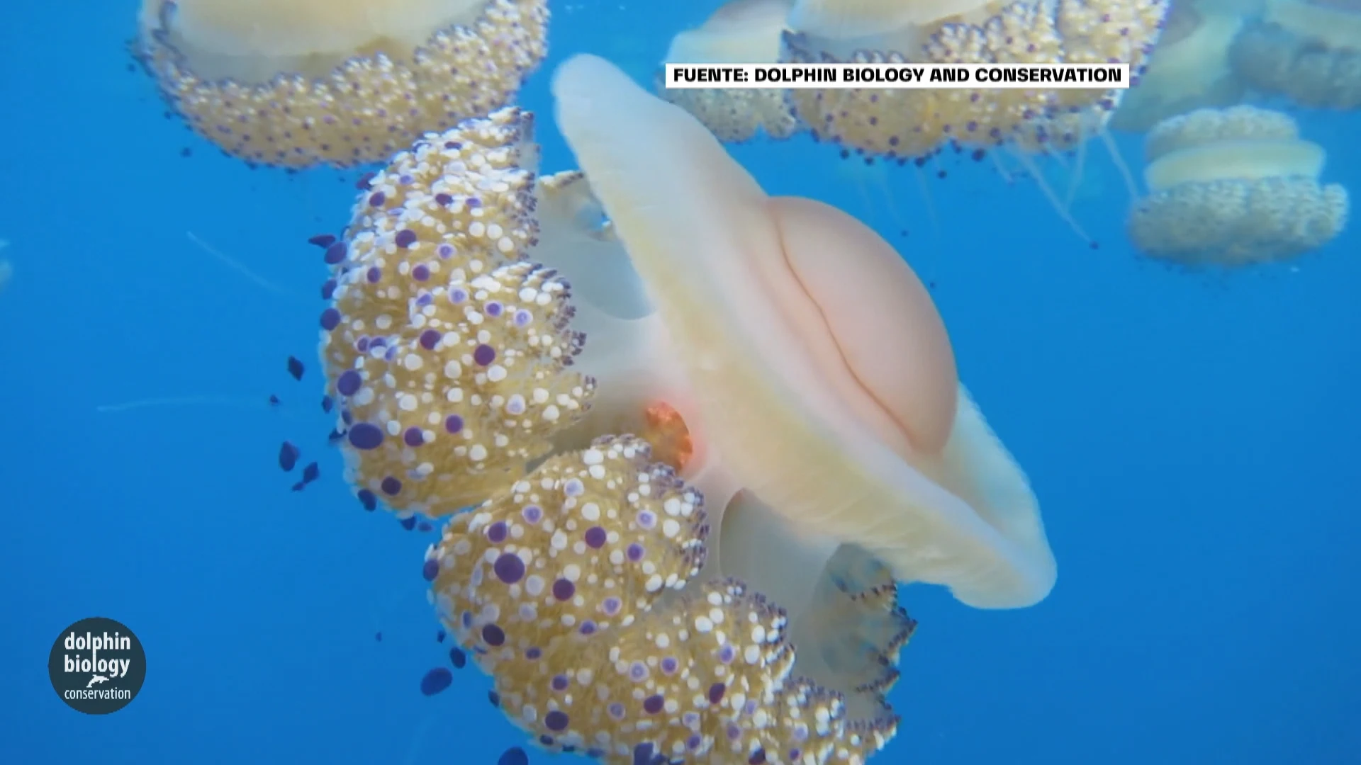 No, eso que ves en la playa no se toca, ni se come: son medusas huevo frito