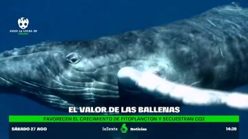 La ballena franca, crucial para la lucha contra el calentamiento global y en riesgo de extinción