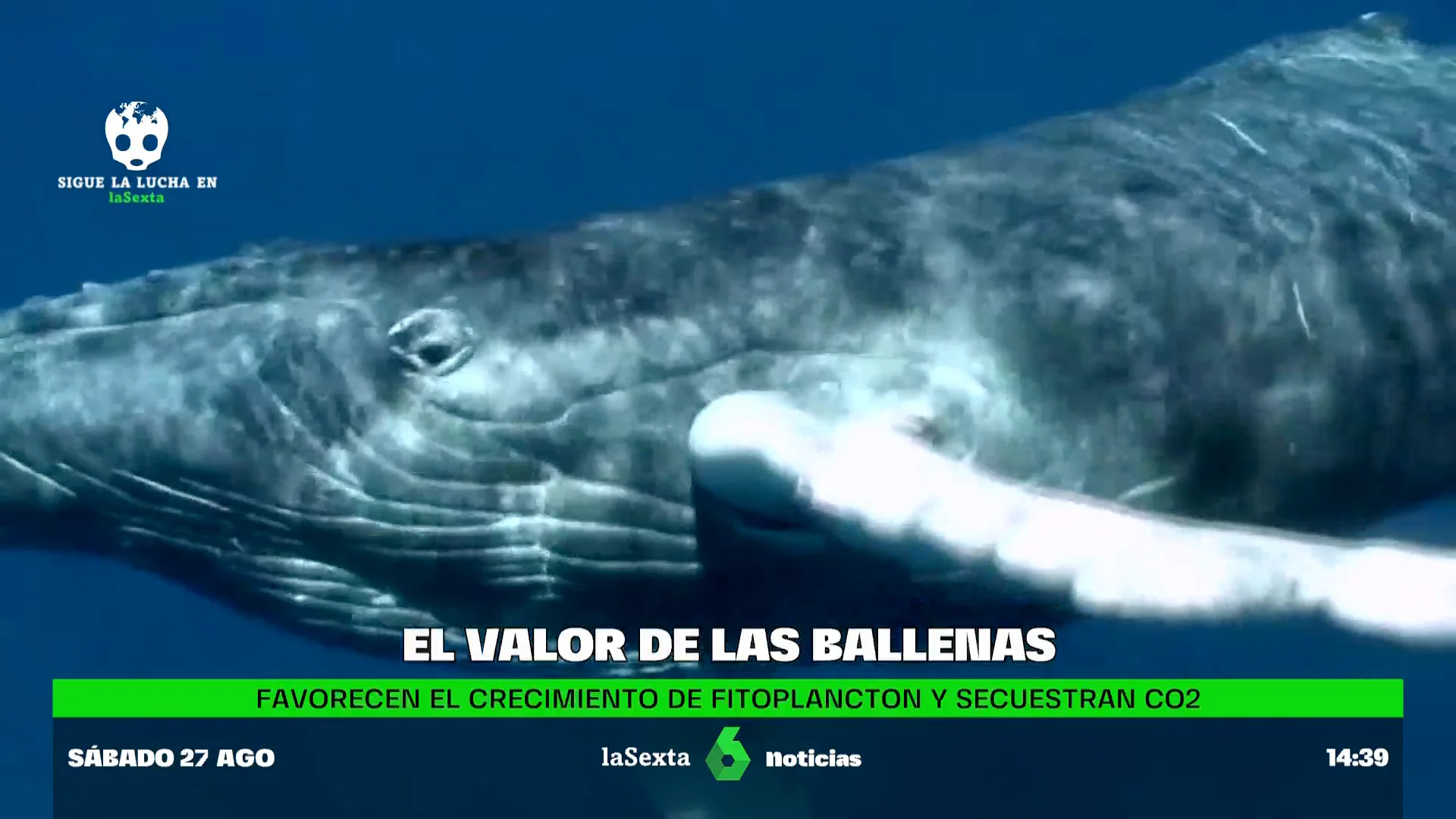 La ballena franca, crucial para la lucha contra el calentamiento global y en riesgo de extinción