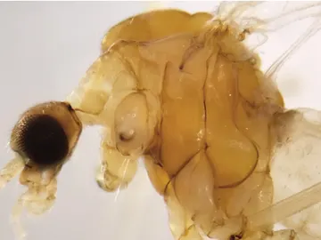 pyhllolabis pyhllolabis