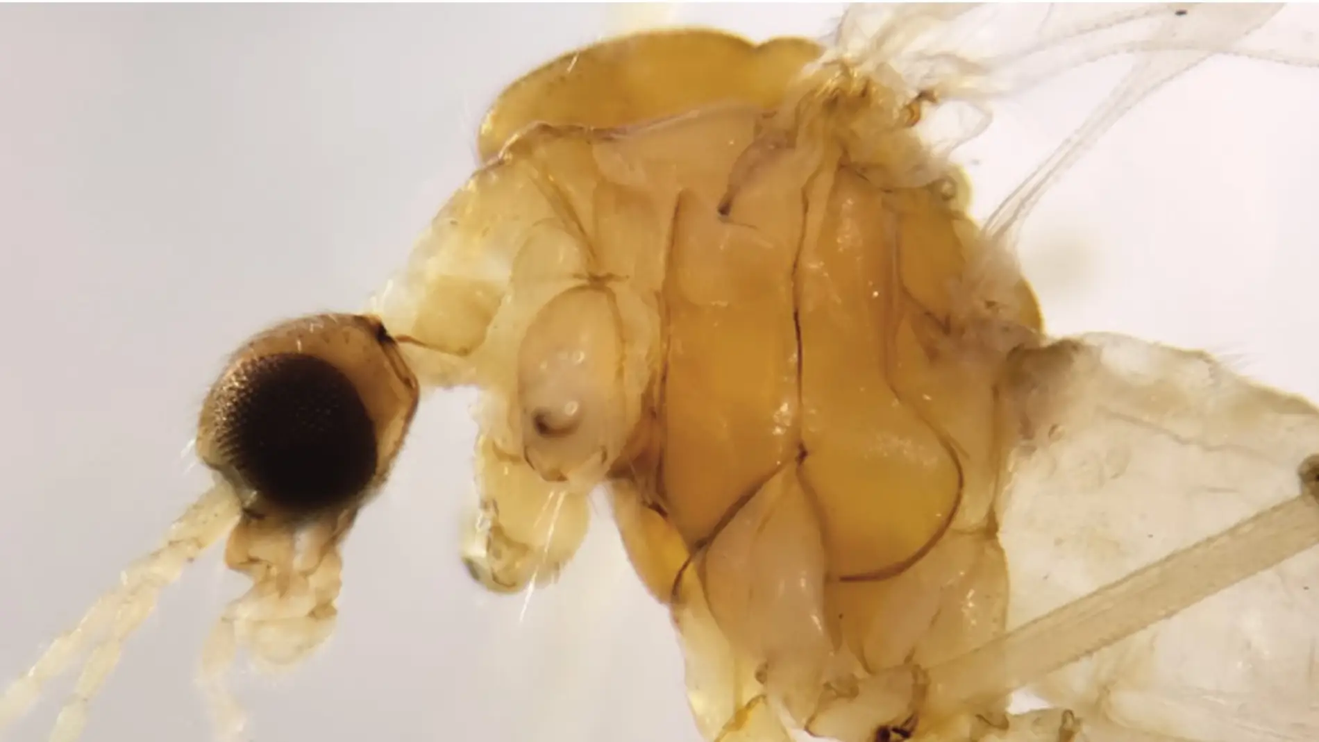 pyhllolabis pyhllolabis