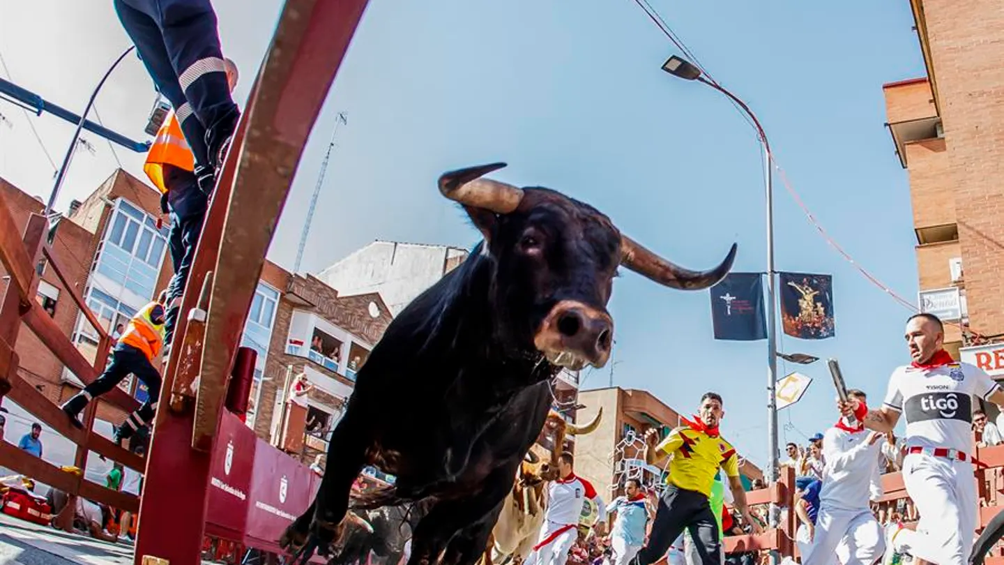 Astados y corredores vuelven a las calles de la "Pamplona chica" en el encierro más esperado Astados y corredores vuelven a las calles de la "Pamplona chica" en el encierro más esperado