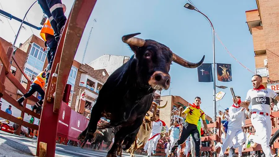 Astados y corredores vuelven a las calles de la "Pamplona chica" en el encierro más esperado