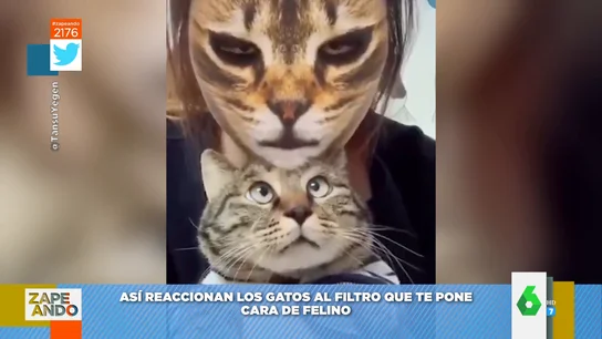 'Desamyos', 'bocaos' y caras de susto: la divertida reacción de varios gatos al ver a sus dueños con el filtro felino 'Desamyos', 'bocaos' y caras de susto: la divertida reacción de varios gatos al ver a sus dueños con el filtro felino