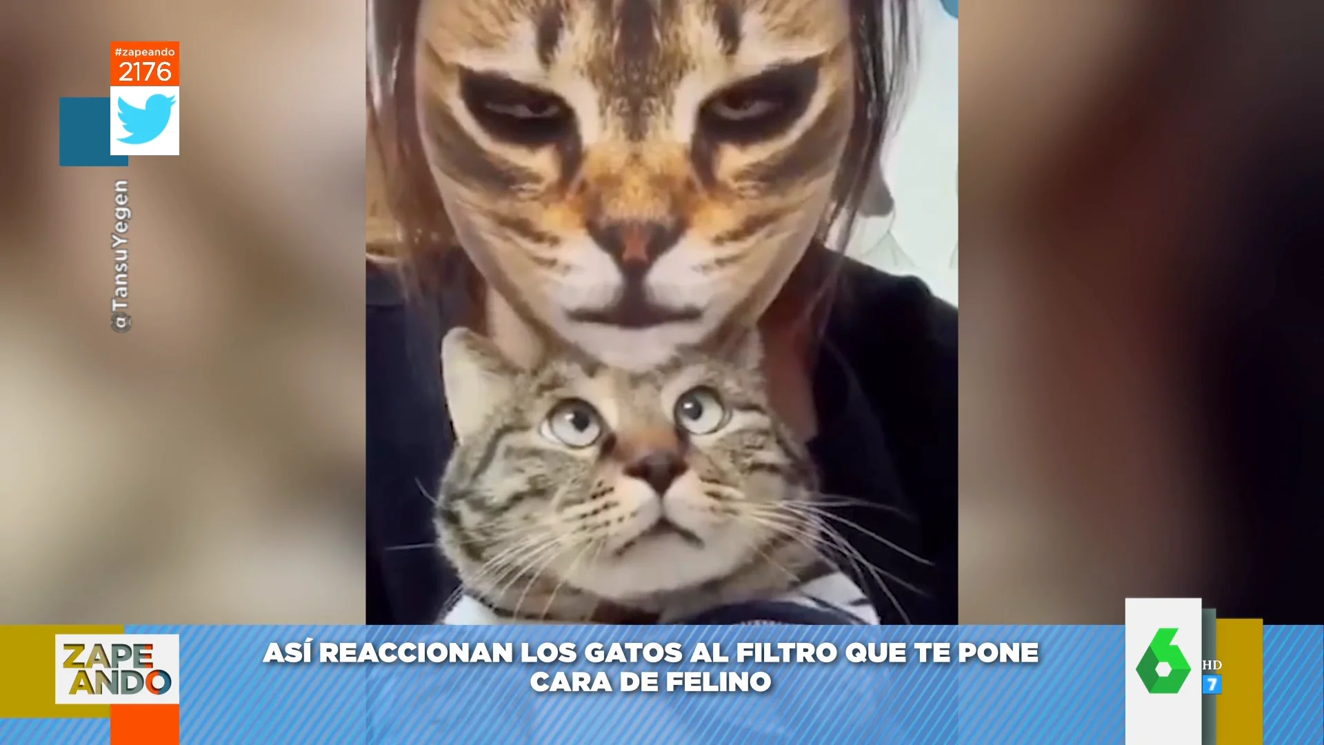 'Desamyos', 'bocaos' y caras de susto: la divertida reacción de varios gatos al ver a sus dueños con el filtro felino