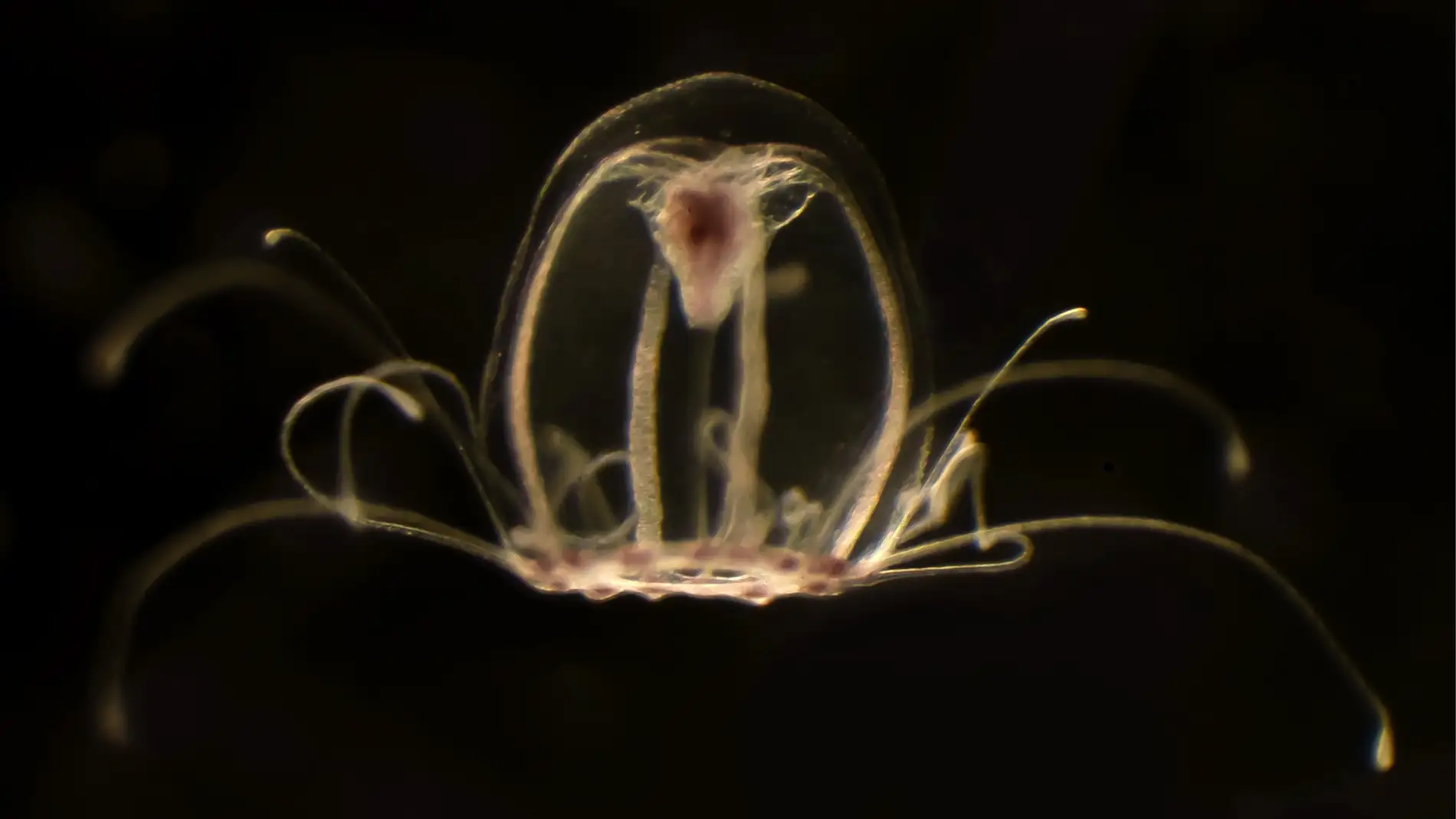 Descifran el genoma de la medusa inmortal