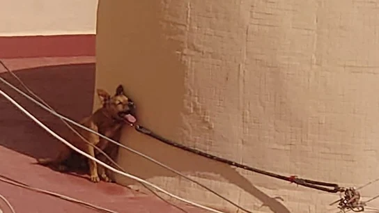 PACMA denuncia la muerte por calor de un perro atado durante cuatro días en la terraza de una casa de Torrevieja PACMA denuncia la muerte por calor de un perro atado durante cuatro días en la terraza de una casa de Torrevieja