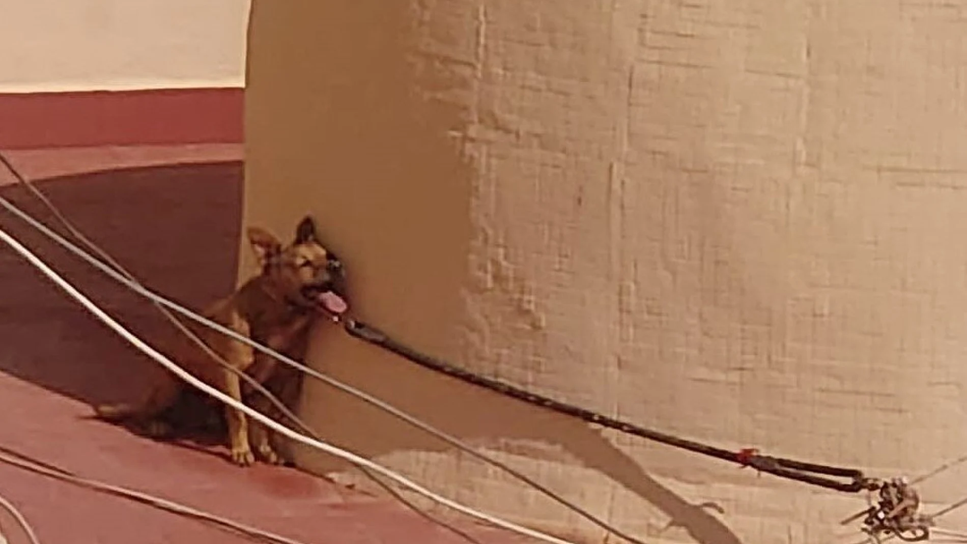 PACMA denuncia la muerte por calor de un perro atado durante cuatro días en la terraza de una casa de Torrevieja