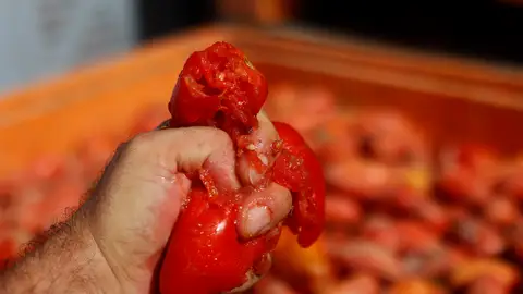 Preparativos de cara la Tomatina Preparativos de cara la Tomatina