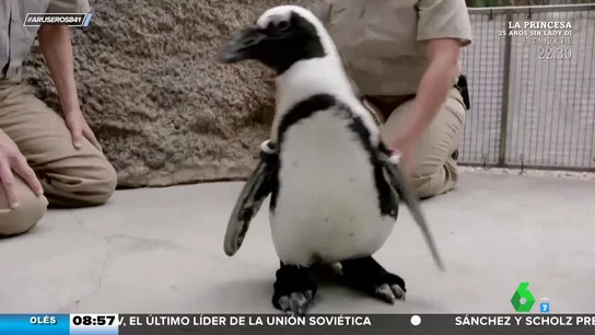 Lucas, el pingüino que puede volver a caminar gracias a unos botines Lucas, el pingüino que puede volver a caminar gracias a unos botines